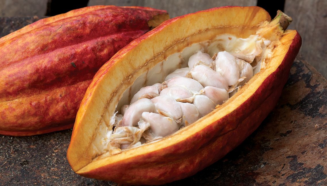 cacao pulpo